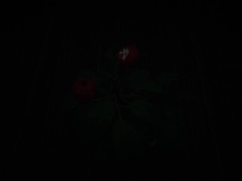Rear Camera