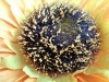 Rear Camera