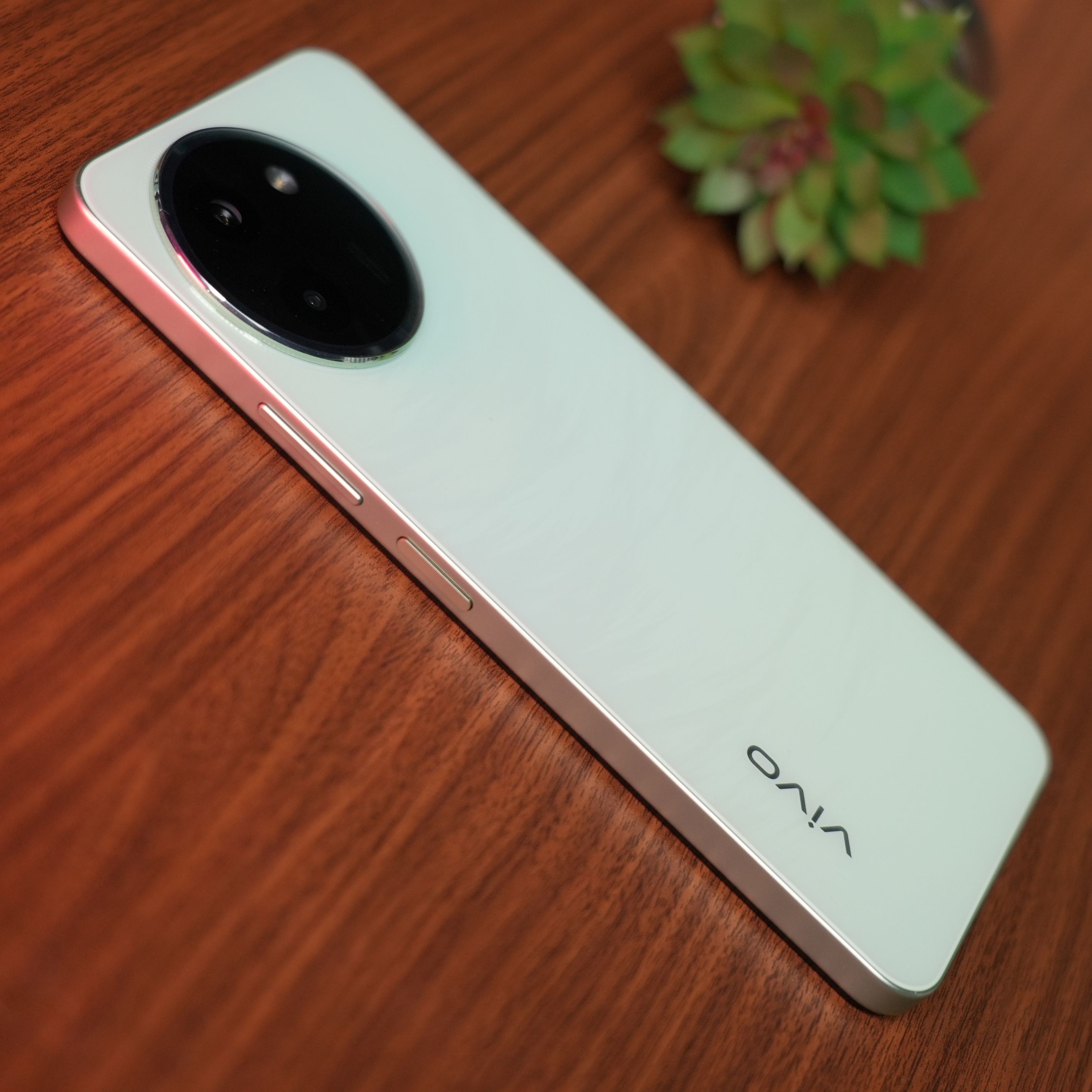 vivo