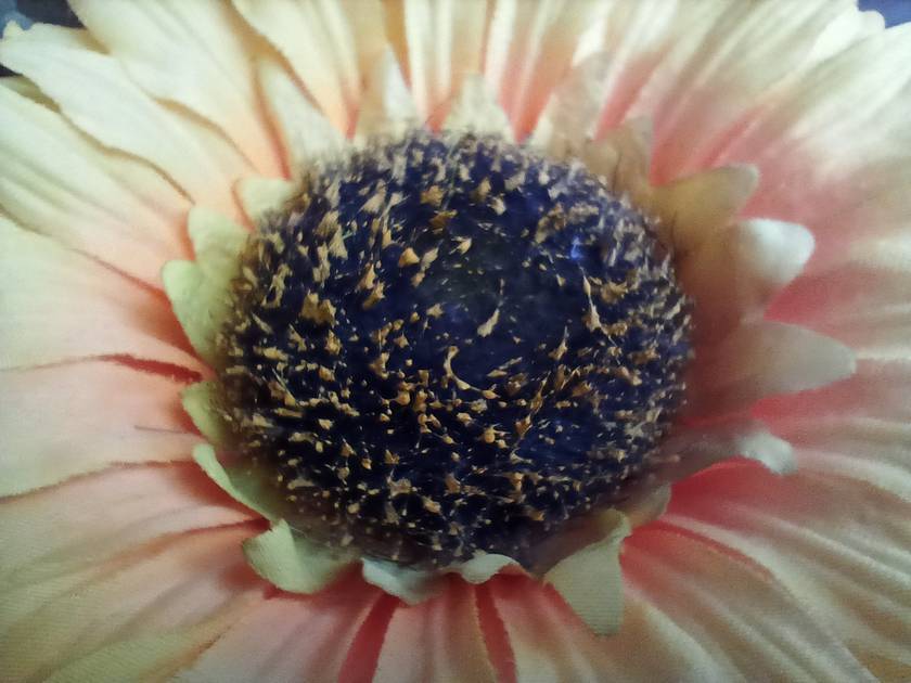 Rear Camera