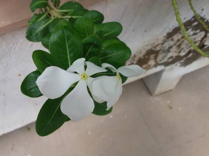 Samsung Galaxy On7 Pro