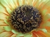 Rear Camera