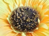 Rear Camera