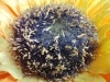 Rear Camera