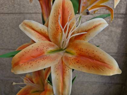 Samsung Galaxy S23 FE 5G