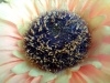 Rear Camera