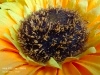Rear Camera