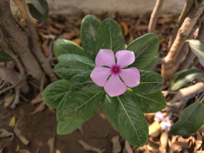 Google Nexus 6P 32GB