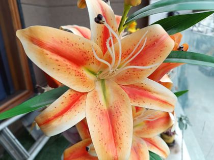 Xiaomi Redmi Note 12 Pro 5G