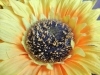 Rear Camera