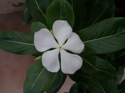 InFocus M550 3D