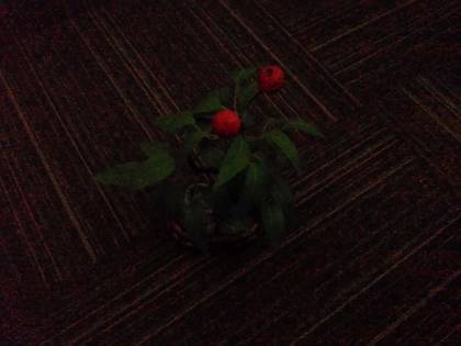 Asus Zenfone 2 Laser ZE550KL