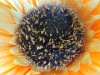 Rear Camera