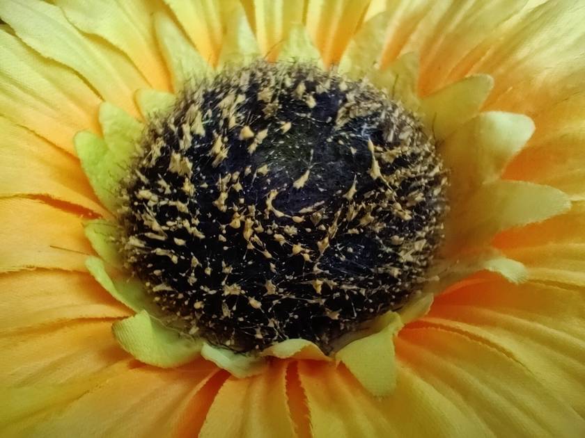 Rear Camera