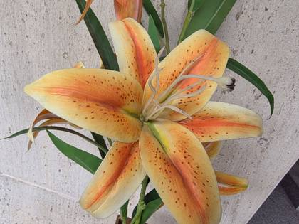 Samsung Galaxy Z Fold7