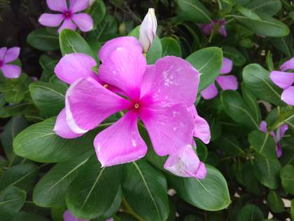 Samsung Galaxy J2 2016