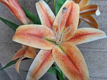 Samsung Galaxy A55 12GB RAM