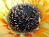 Rear Camera