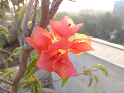 Motorola Moto G Turbo