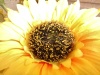 Rear Camera