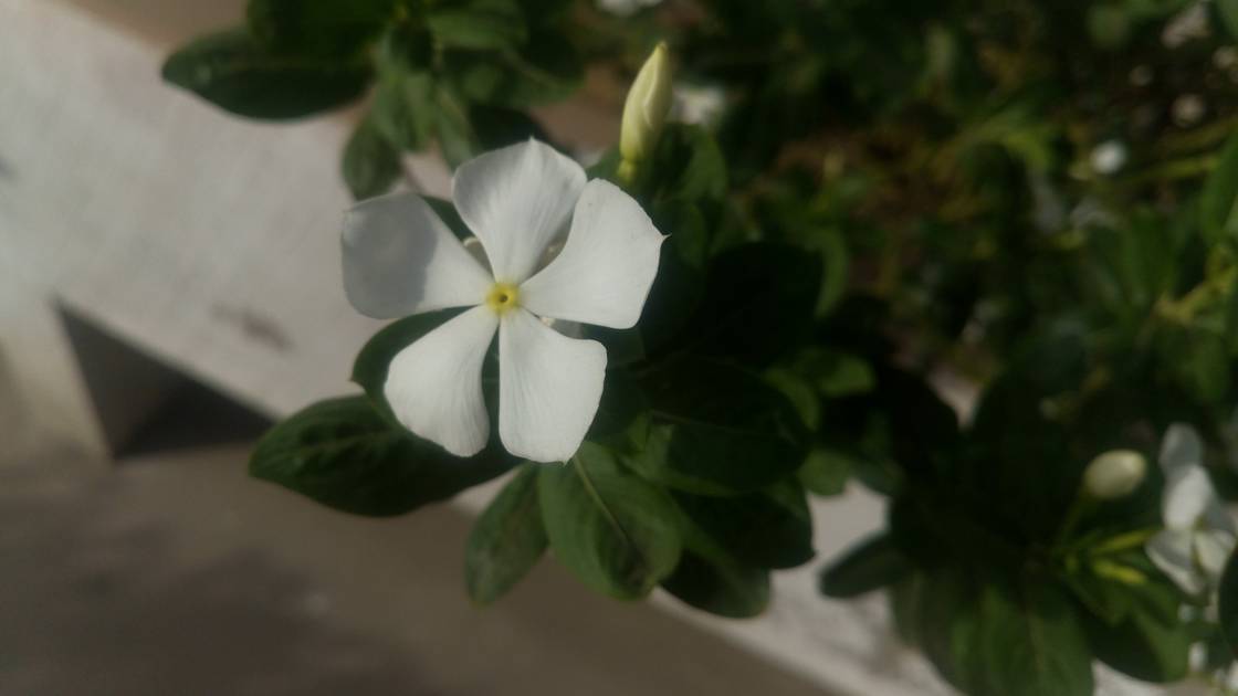 Rear Camera