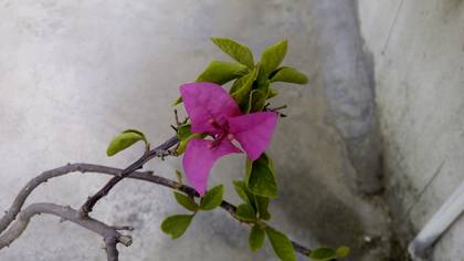 Intex Aqua Power Plus