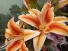 Rear Camera