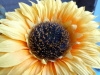 Rear Camera