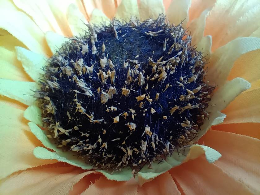 Rear Camera