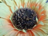 Rear Camera