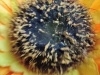 Rear Camera