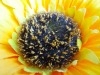 Rear Camera