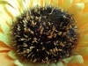 Rear Camera