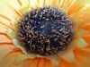 Rear Camera