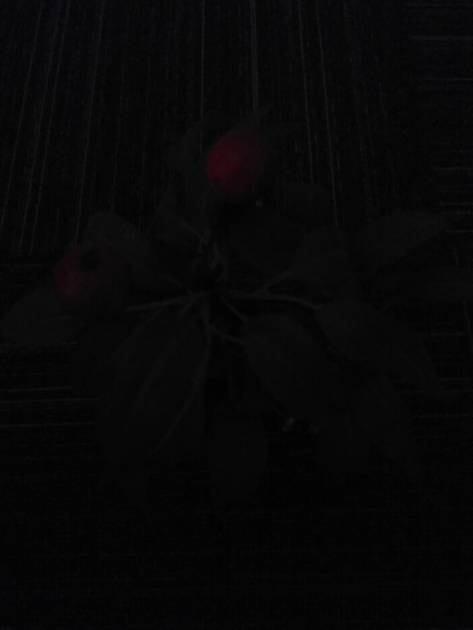 Rear Camera