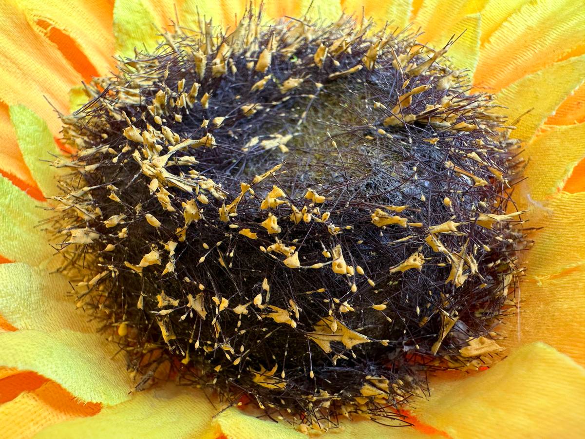 Apple iPhone 14 Pro Max Images, Official Pictures, Photo Gallery