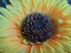 Rear Camera