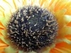 Rear Camera