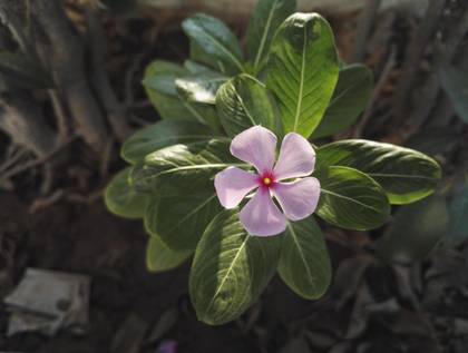 Honor 7