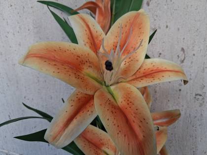 Samsung Galaxy A17 5G