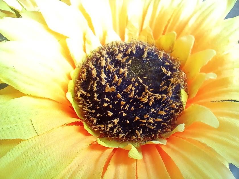 Rear Camera