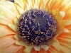 Rear Camera