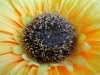 Rear Camera