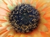 Rear Camera