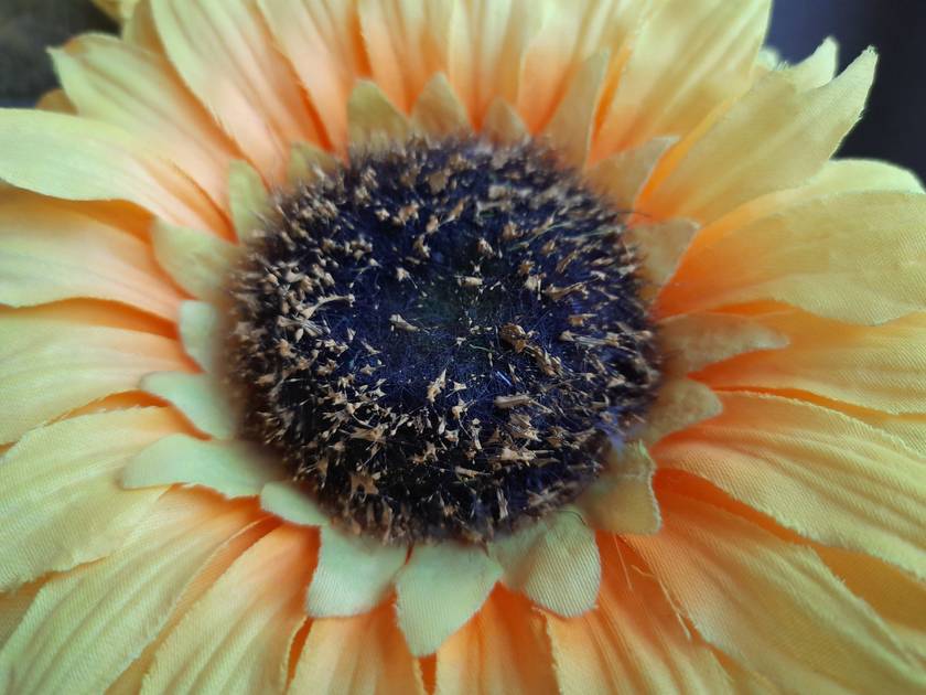 Rear Camera