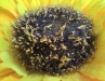Rear Camera