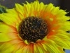 Rear Camera