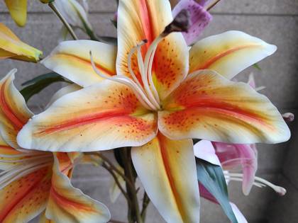 Motorola Edge 30 Fusion