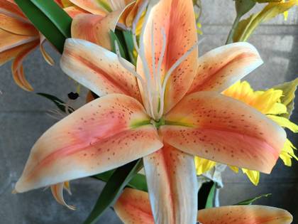 realme 10 Pro Plus 5G