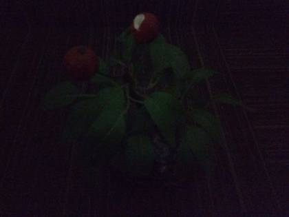 Motorola Moto G Turbo